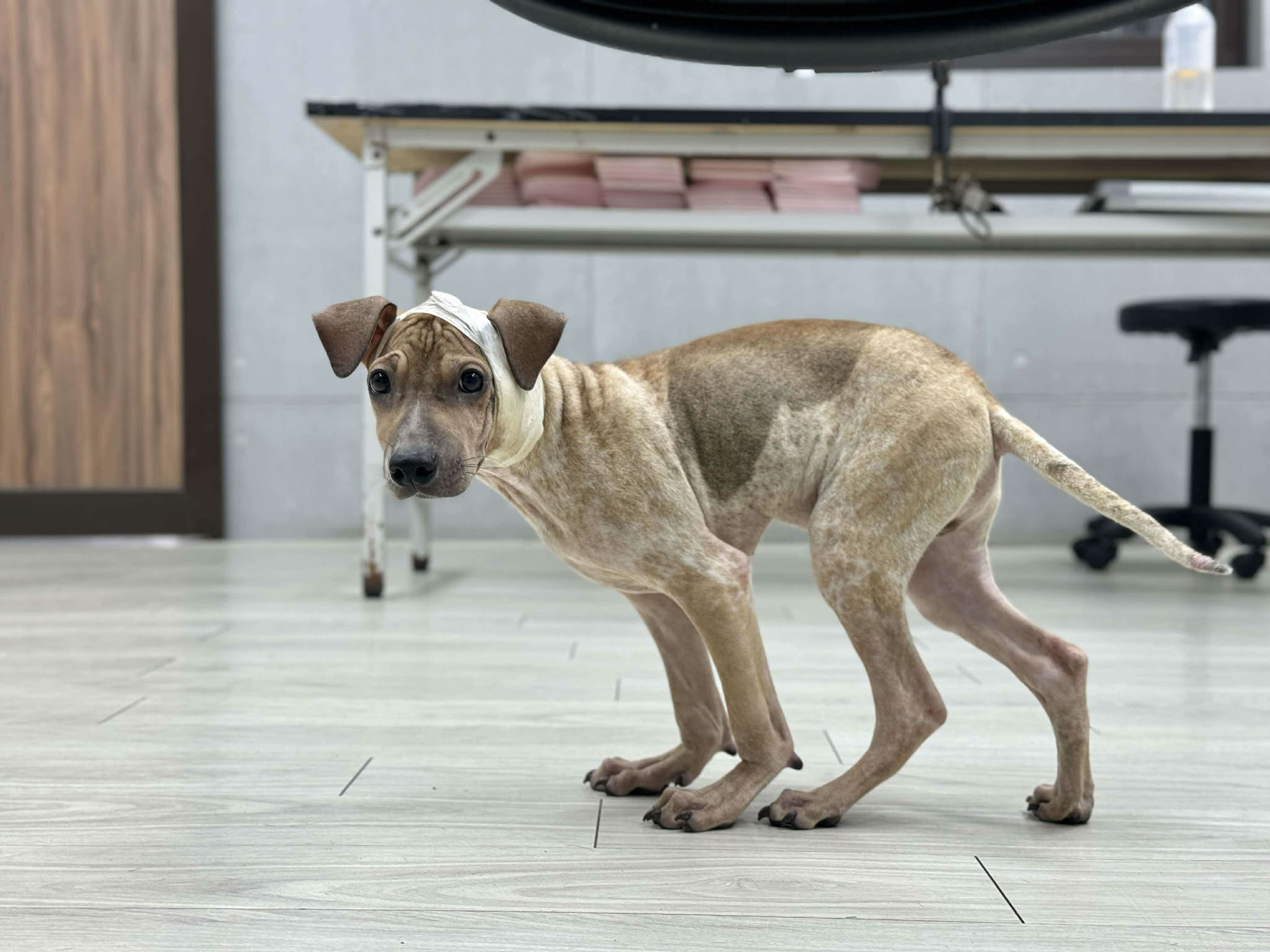 剛來到醫療站的農農